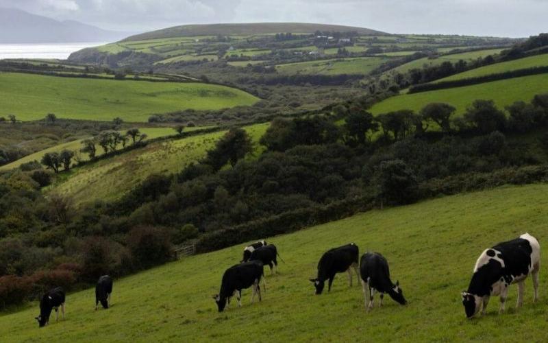 Ireland's Dairy Dilemma: Navigating Sustainability and Economic Resilience