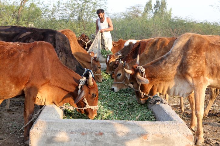 Goa Dairy Board Faces Mass Resignation Over Feed Price Hike