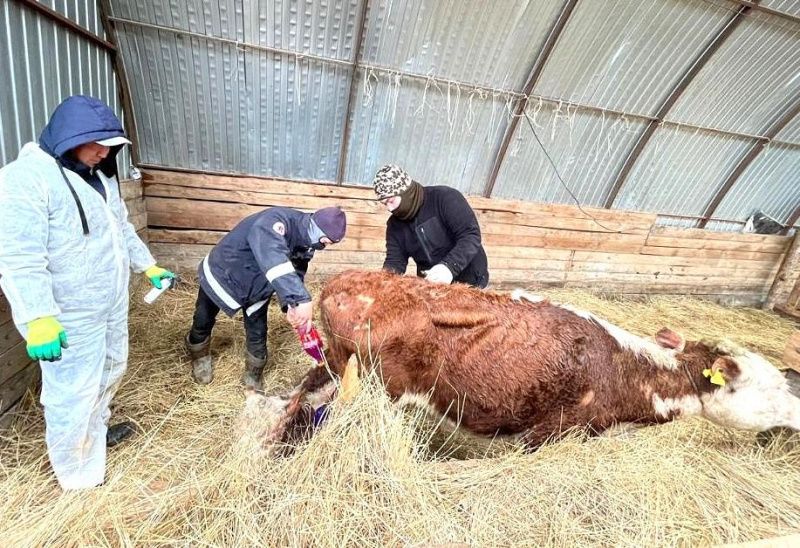 В Казахстане скот гибнет при неустановленных диагнозах