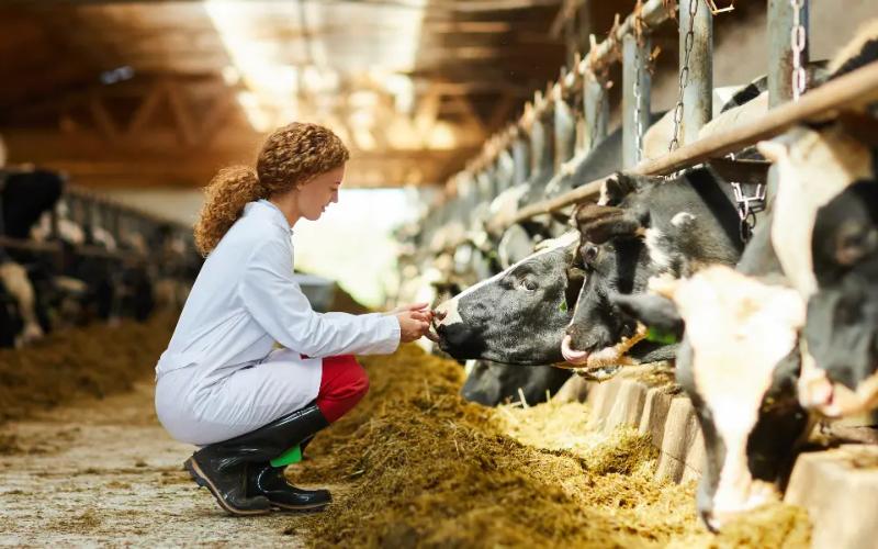 أزمة الأطباء البيطريين في المناطق الريفية: هل هذا الخطة هي الحل؟