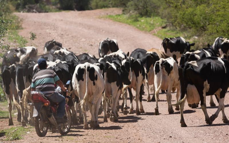 The Dairy Crisis: The Struggle of Puebla's Producers