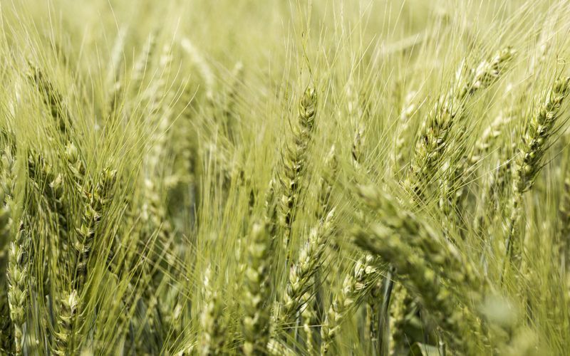 Импорт пшеницы из РФ растет. Прогнозируется дальнейшее увеличение 