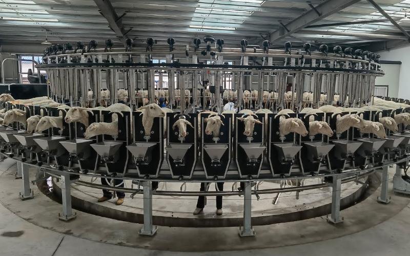 AI Technology Revolutionizes Sheep Milking in Castilla y León