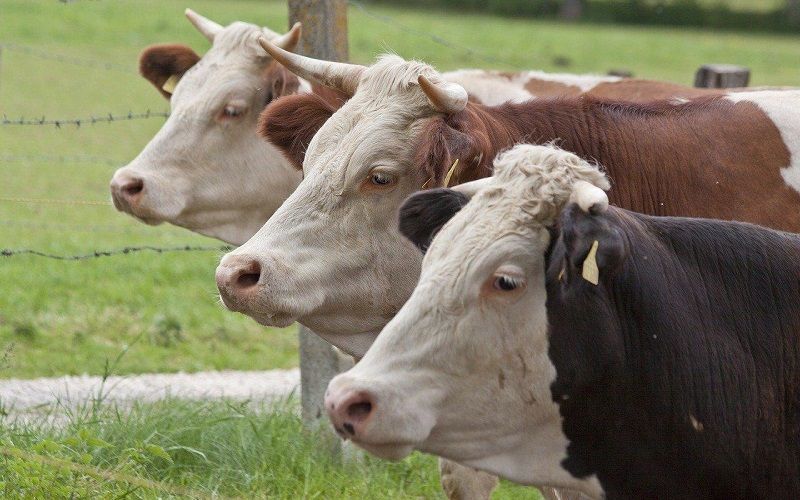 Japan's Dairy Farmers Unlock Energy Potential of Cow Manure