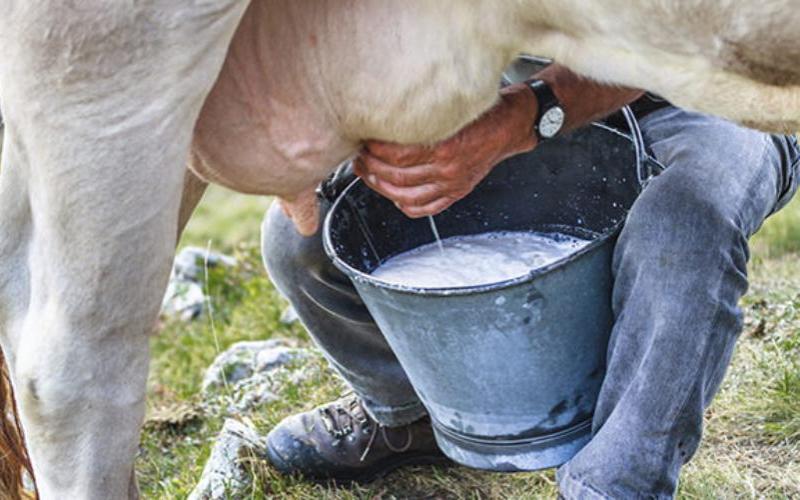 Impact of High Milk Output on the U.S. Cattle Market Dynamics