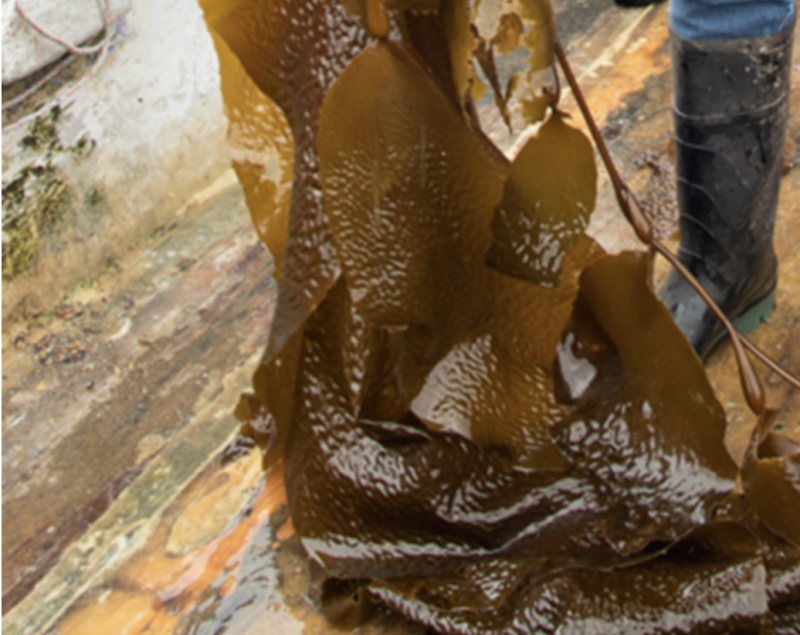 Chilean Dairy Sector Leads Sustainability Efforts with Seaweed Innovation