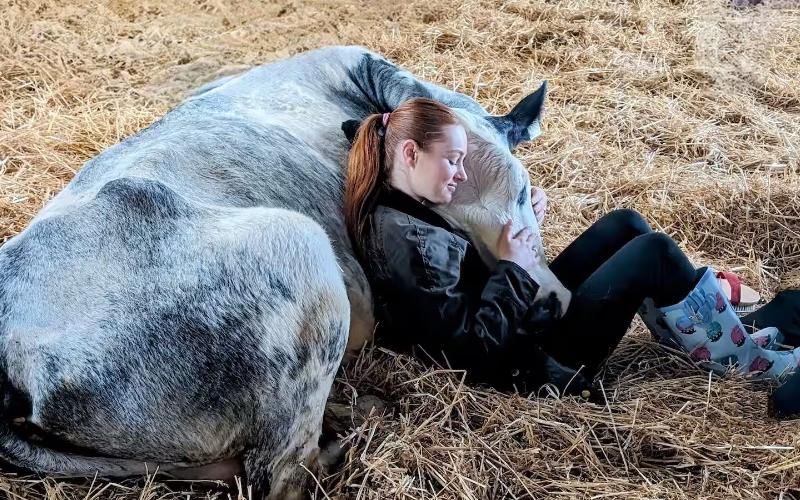 Cow Cuddling Emerges as a Vital Revenue Stream Amid Dairy Price Drops