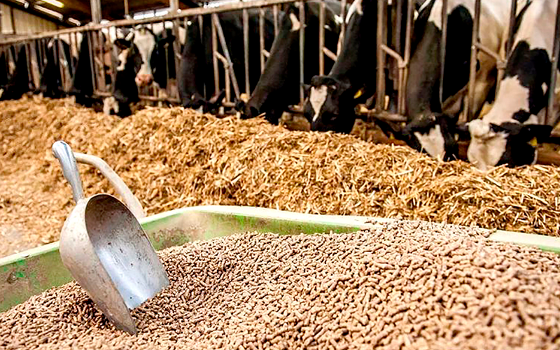 Китай опубликовал мониторинг цен на продукцию животноводства и корма 