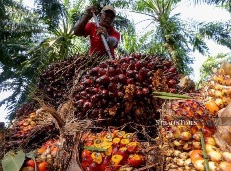 Malaysian Palm Oil Futures Decline Amid External Pressures