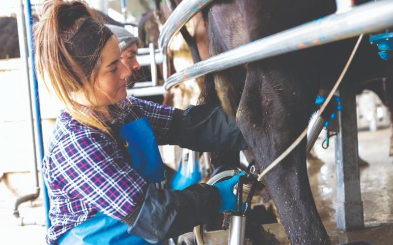 Avances en la industria láctea de Nueva Zelanda con programa de investigación sobre fertilidad
