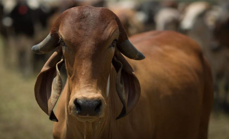 Precision Livestock Farming to Generate $67 Billion in Brazil by 2030