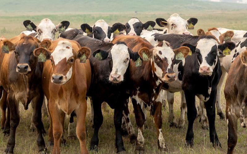 Dairy Producers in Minnesota Raise Their Voice!
