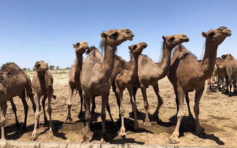 The UAE is investing in biotechnology: camel cloning strengthens food security and preserves cultural heritage