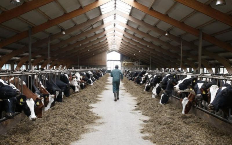 ACCC’s Green Light to Lactalis-Fonterra Deal Sparks Farmer Fury