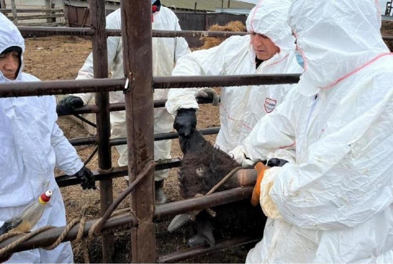 Суд обязал хозяйство в Костанайской области направить бруцеллёзный скот на убой