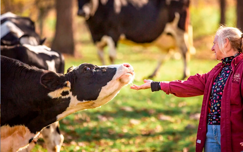 3rd IFCN Dairy Forum 2022 «Будущее молочного животноводства на развивающихся рынках» состоится 29 ноября