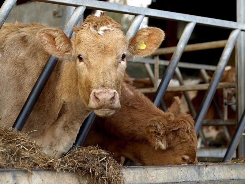 Morocco’s Dairy Farmers Face Higher Costs for Imported Cattle