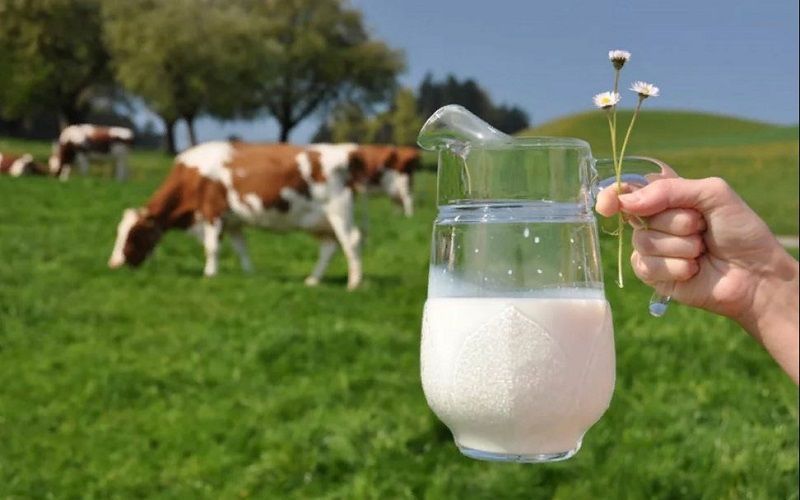 Milk Production in Russia Increases to 6.4 Million Tons in Q1