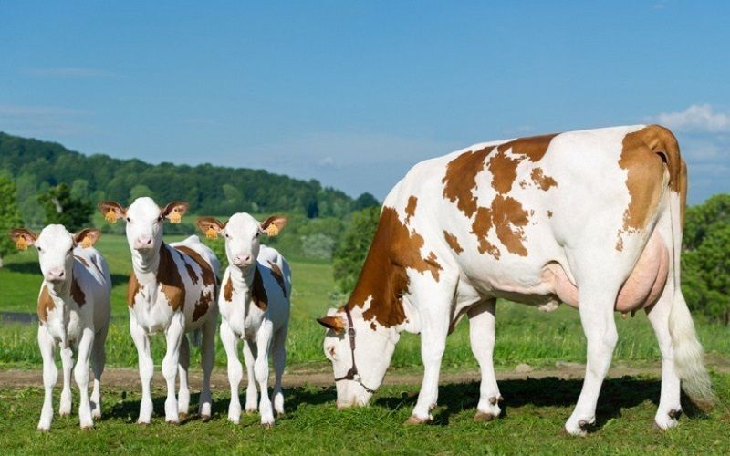 Scarcity of Heifers Affects Dairy Sector in Europe