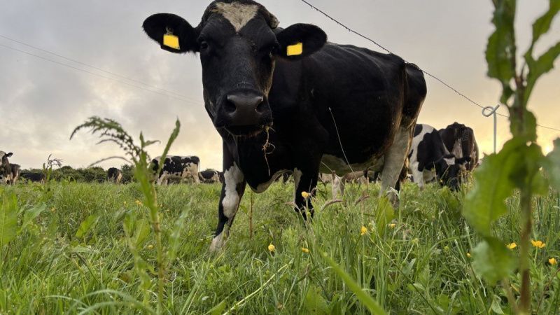 West Cork Dairy Pilot Cuts Methane Emissions by 72%