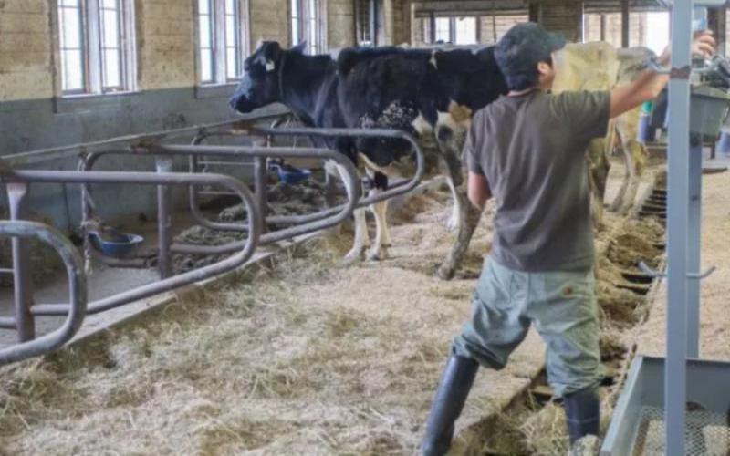 Uruguayan Dairy Union Announces Strikes and Mobilizations