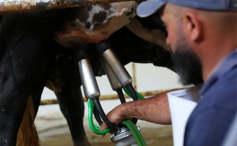 Brazilian dairy management separates cows producing 6kg and 90kg of milk