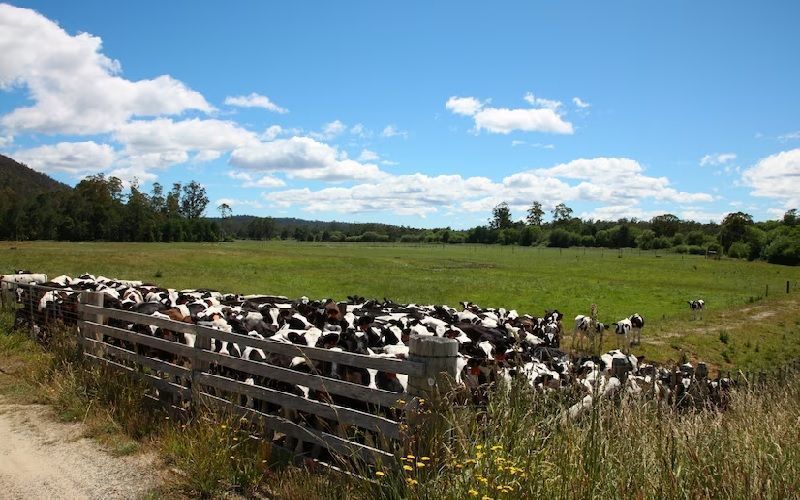 Alexander Lukashenko proposes criminal liability for livestock deaths