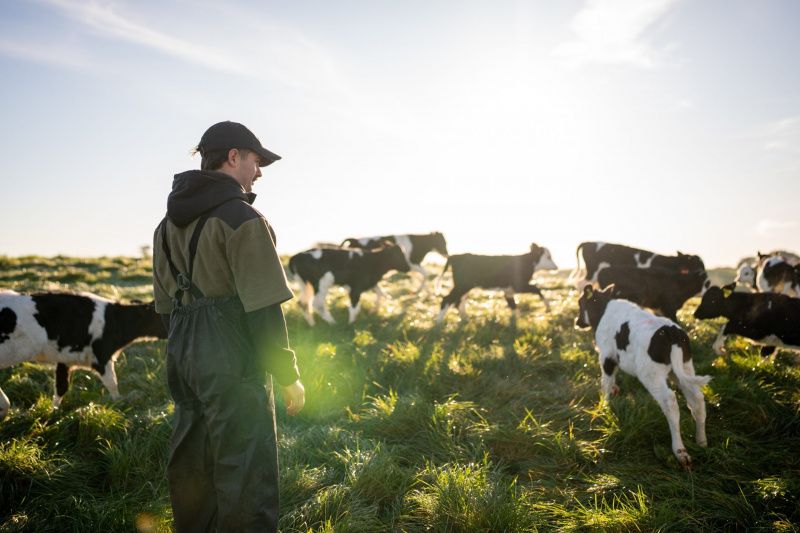 Dairy Farmers Fear Peak Payouts as Margins Tighten
