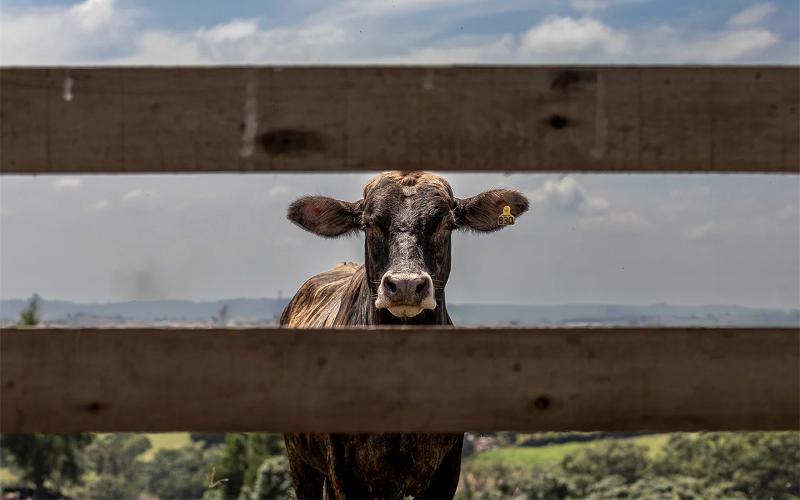 Colombian Livestock Exports Surpass USD 216 Million