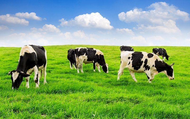 Pennsylvania Mandates HPAI Testing for Dairy Cows Amid Concerns of Potential Outbreaks