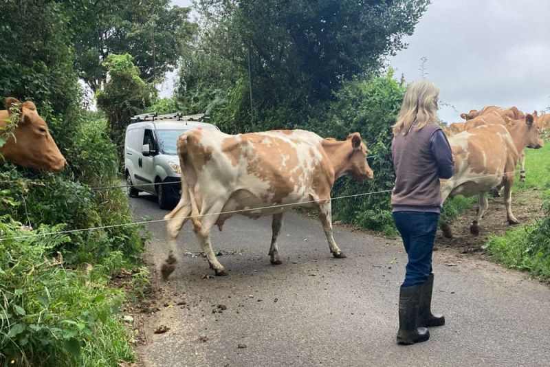 Guernsey’s Dairy Sector Poised for Revival with Proposed Subsidy Increase