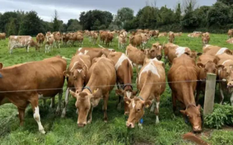 Guernsey Dairy Faces Decline in Cream Sales Amidst Market Shifts
