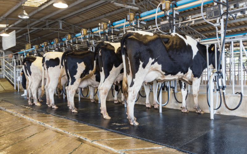 Digital Transformation in Indonesia'sx Dairy Sector