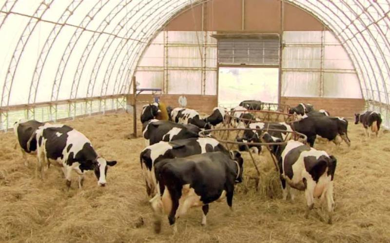 North Yorkshire Dairy Farm Reduces Mastitis Through Improved Cow Comfort