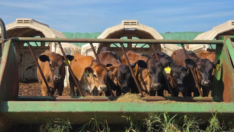 Wisconsin Dairy Farmers Expand Beef-on-Dairy Sales