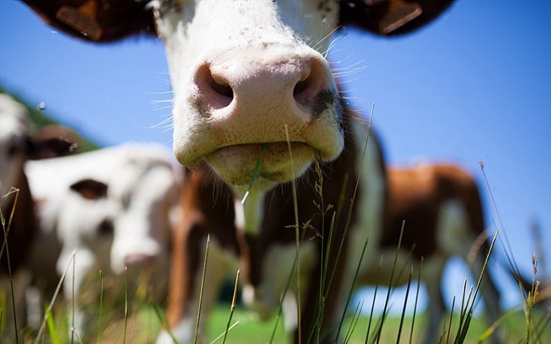 Cow Burps to Cold Cash: Dairy Farms Unlock $48,000 Annual Profits!