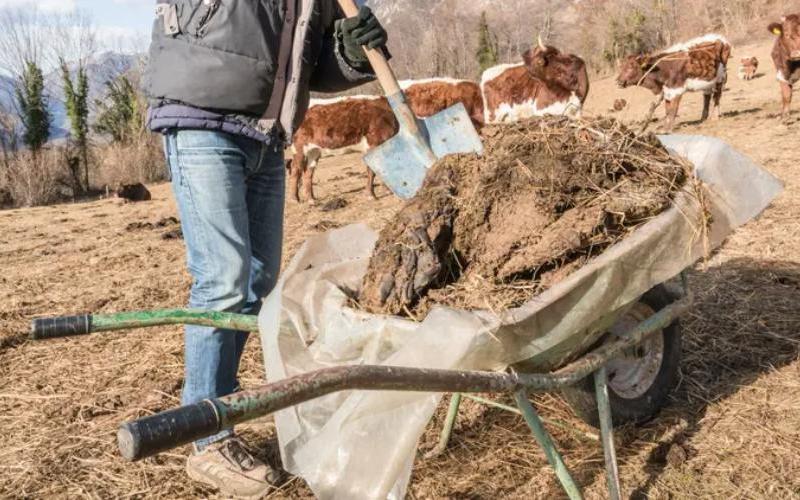 المزارع اليابانية تستخدم روث البقر لإنتاج الهيدروجين النظيف