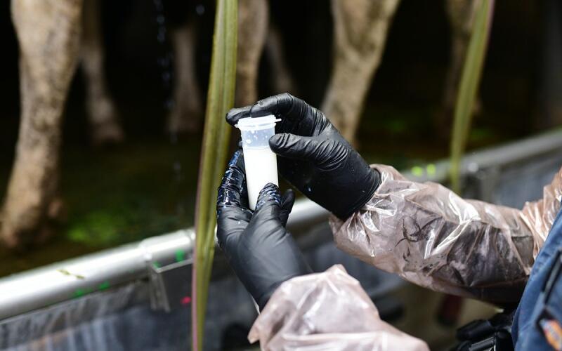 Bird Flu Detected in Wisconsin Dairy Herd: Impact on Milk Safety and Prices