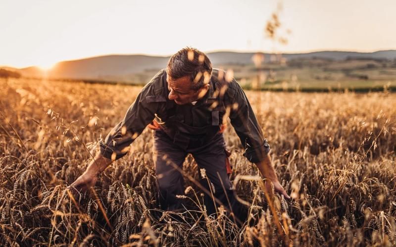 Waikato Çiftçileri Olumlu Görünümüne Rağmen Zorluklarla Karşı Karşıya