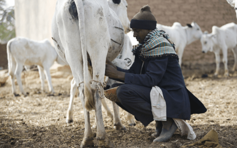 Retos que enfrenta la industria láctea de Nigeria obstaculizan sus objetivos de autosuficiencia