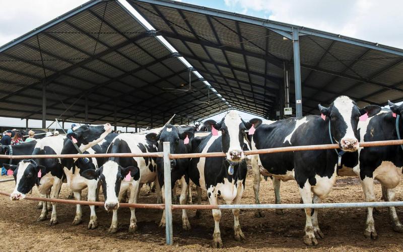 Digital Receipts Transform Uganda's Dairy Supply Chain Transparency