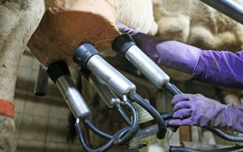 Danone and Sistema.bio's Initiative for Sustainability in Dairy Farming