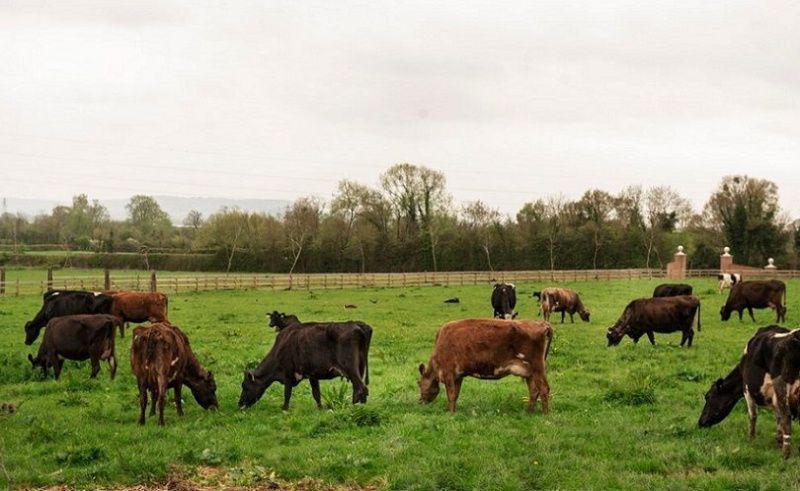 Advancing Ireland's Dairy Beef Sector: Launch of €25 Million Support Scheme