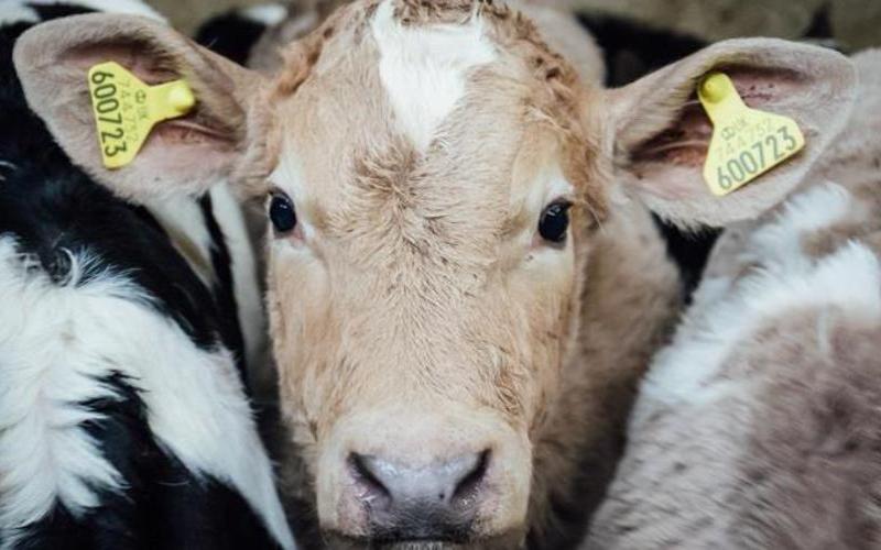 GB Calf Strategy 2025-2030: A Vision for the Future of the Dairy Industry