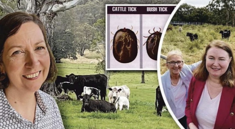 New South Wales to Allocate AUD 21 Million to Fight Cattle Tick