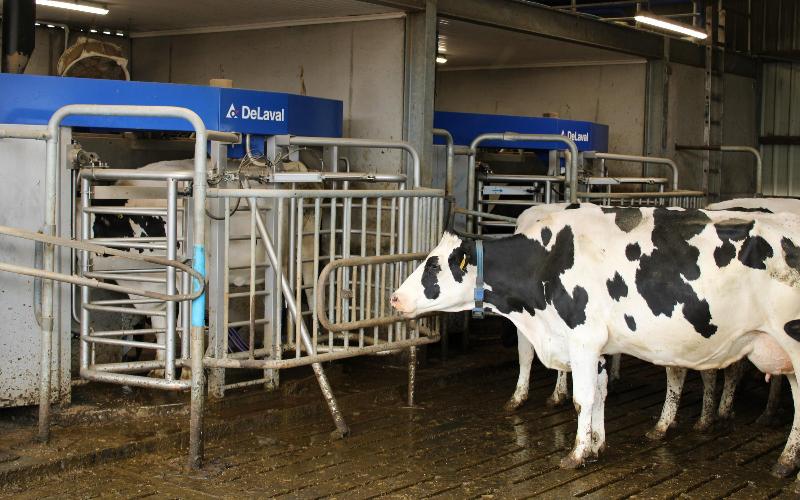This Farmer Ditched the Milking Shed for Robots