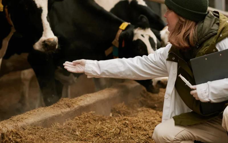 Mineral Deficiencies in Dairy Cattle in Spain