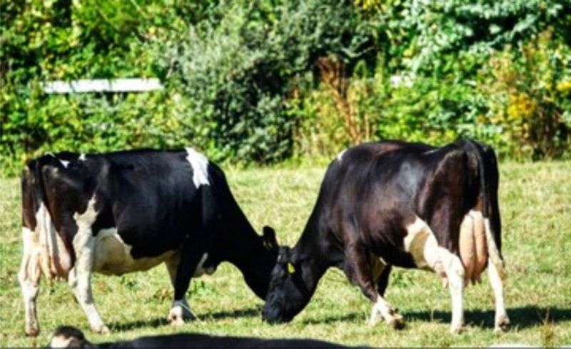 Milk Production Requires Routine, Investment and Constant Attention