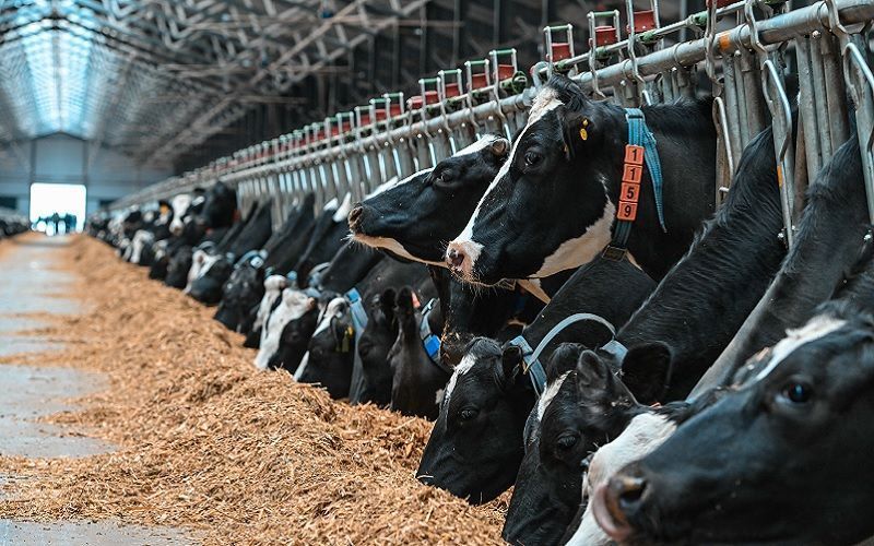 Животноводство Казахстана выросло на 3,4%