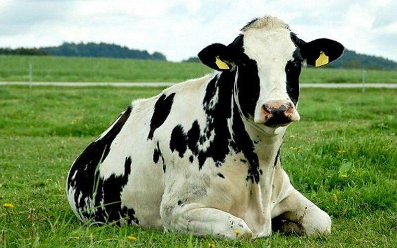 Electronic Ear Tags Face Backlash in Spain